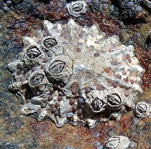 Witchery Shell Sea Witchery: Magickal Properties and Correspondences – Melusina The ...