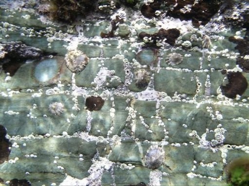 Witchery Shell Sea Witchery: Magickal Properties and Correspondences – Melusina The ...